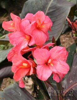 Menu Pink Canna Collection -Outlet Holland Bulb Farms Store 73164 pink futurity dwarf canna 3