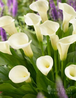 Menu A Lady's Favorite Calla Collection -Outlet Holland Bulb Farms Store 73167 intimate queen calla lily 2