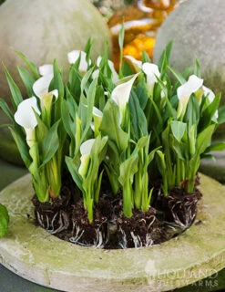 Menu A Lady's Favorite Calla Collection -Outlet Holland Bulb Farms Store 73167 intimate queen calla lily