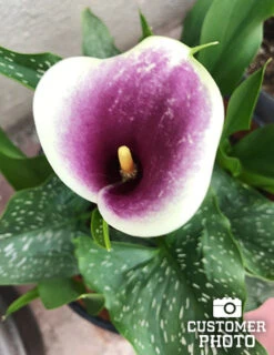 Menu Picasso Calla Lily 11 Menu Picasso Calla Lily -Outlet Holland Bulb Farms Store 73169 picasso calla lilies 3