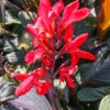 Menu Red Futurity Canna -Outlet Holland Bulb Farms Store 73170 1 1