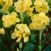 Menu Yellow Futurity Canna