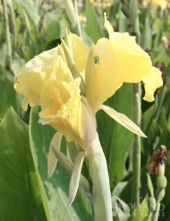 Menu Puck Canna Lily