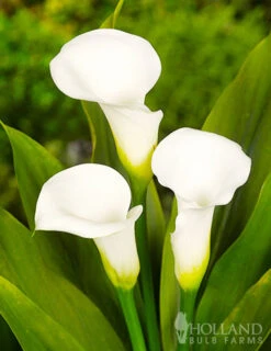 Menu Summer Moonlight Garden Flowers Collection -Outlet Holland Bulb Farms Store 73175 calla lilies crystal clear 2