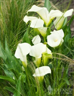 Menu Summer Moonlight Garden Flowers Collection -Outlet Holland Bulb Farms Store 73175 calla lilies crystal clear 4
