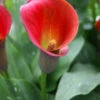 Menu Red Alert Calla Lily -Outlet Holland Bulb Farms Store 73176 red alert calla lily
