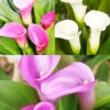 Menu Crystal Clear Calla Lily Collection -Outlet Holland Bulb Farms Store 73177 crystal clear calla lily collection
