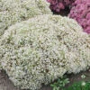 Menu Bundle Of Joy Sedum