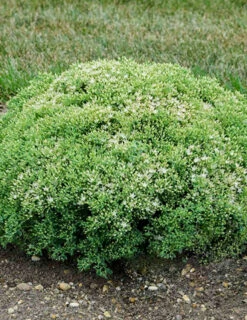 Menu Medley Of Sedum Collection -Outlet Holland Bulb Farms Store 74100 bundle of joy 2 1