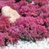Menu Dazzleberry Sedum -Outlet Holland Bulb Farms Store 74101 dazzleberry