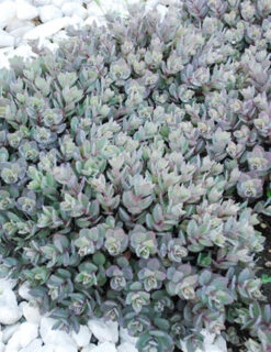 Menu Dazzleberry Sedum -Outlet Holland Bulb Farms Store 74101 dazzleberry 2