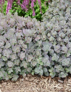 Menu Dazzleberry Sedum -Outlet Holland Bulb Farms Store 74101 dazzleberry 3