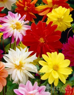 Menu Deer Resistant Summer Collection 20 Menu Deer Resistant Summer Collection -Outlet Holland Bulb Farms Store 74102 mixed unwin dwarf dahlias value bag 3