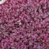Menu Firecracker Sedum