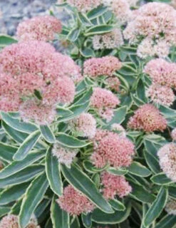 Menu Frosted Fire Sedum -Outlet Holland Bulb Farms Store 74104 frosted fire