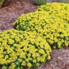 Menu Little Miss Sunshine Sedum