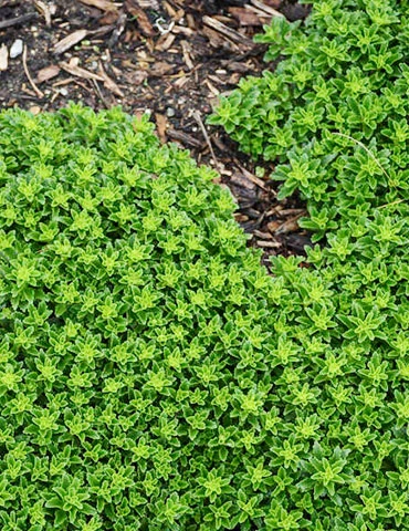 Menu Little Miss Sunshine Sedum 4 Menu Little Miss Sunshine Sedum - Image 2