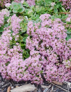 Menu Lime Zinger Sedum 8 Menu Lime Zinger Sedum -Outlet Holland Bulb Farms Store 74107 lime zinger 3 1