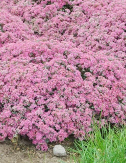 Menu Medley Of Sedum Collection -Outlet Holland Bulb Farms Store 74109 popstar 2 2