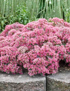 Menu Medley Of Sedum Collection -Outlet Holland Bulb Farms Store 74109 popstar 3 2