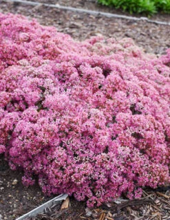 Menu Medley Of Sedum Collection -Outlet Holland Bulb Farms Store 74109 popstar 4 2