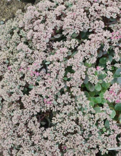 Menu Medley Of Sedum Collection -Outlet Holland Bulb Farms Store 74109 popstar 5