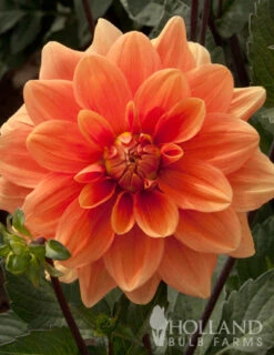 Menu Orange Nugget Border Dahlia -Outlet Holland Bulb Farms Store 74110 orange nugget border dahlia 2