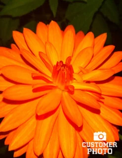 Menu Border Dahlia Collection 23 Menu Border Dahlia Collection -Outlet Holland Bulb Farms Store 74110 orange nugget border dahlia 2018 10 10 suzanne beever 1