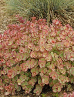 Menu Medley Of Sedum Collection -Outlet Holland Bulb Farms Store 74112 sieboldii 2