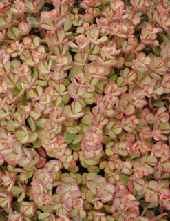 Menu October Daphne Sedum -Outlet Holland Bulb Farms Store 74112 sieboldii 3 1