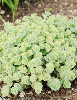 Menu Medley Of Sedum Collection -Outlet Holland Bulb Farms Store 74112 sieboldii 4