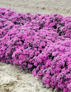 Menu Superstar Sedum