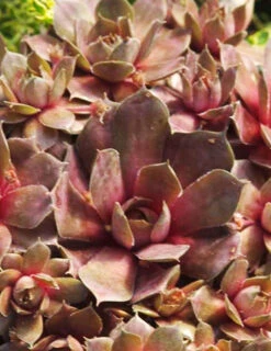 Menu Sizzling Sedum Sampler Collection 29 Menu Sizzling Sedum Sampler Collection -Outlet Holland Bulb Farms Store 74115 hens and chicks