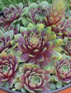 Menu Ruby Heart Hens & Chicks -Outlet Holland Bulb Farms Store 74116 ruby heart hens and chicks 2