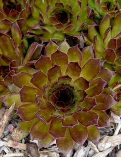 Menu Black Hens & Chicks