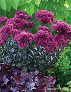 Menu Thunderhead Sedum -Outlet Holland Bulb Farms Store 74118 thunderhead sedum 3