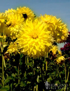 Menu Bold Dinnerplate Dahlia Collection -Outlet Holland Bulb Farms Store 74121 kelvin floodlight dinnerplate dahlia 2 1