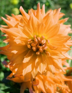 Menu Ultimate Dinnerplate Dahlia Collection -Outlet Holland Bulb Farms Store 74122 noordwijks glorie dinnerplate dahlia