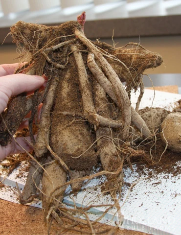 Menu Midnight Glo Dahlia Collection 5 Menu Midnight Glo Dahlia Collection - Image 3