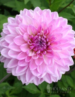 Menu Ultimate Dinnerplate Dahlia Collection -Outlet Holland Bulb Farms Store 74123 lavender perfection dinnerplate dahlia 4