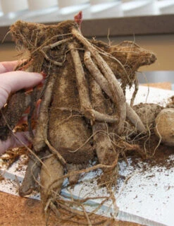 Menu Fairy's Touch Dahlia Garden -Outlet Holland Bulb Farms Store 74124 fleurel dinnerplate dahlia 2