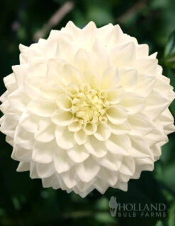 Menu Moonlight Garden Of Summer Blooms -Outlet Holland Bulb Farms Store 74124 fleurel dinnerplate dahlia 5