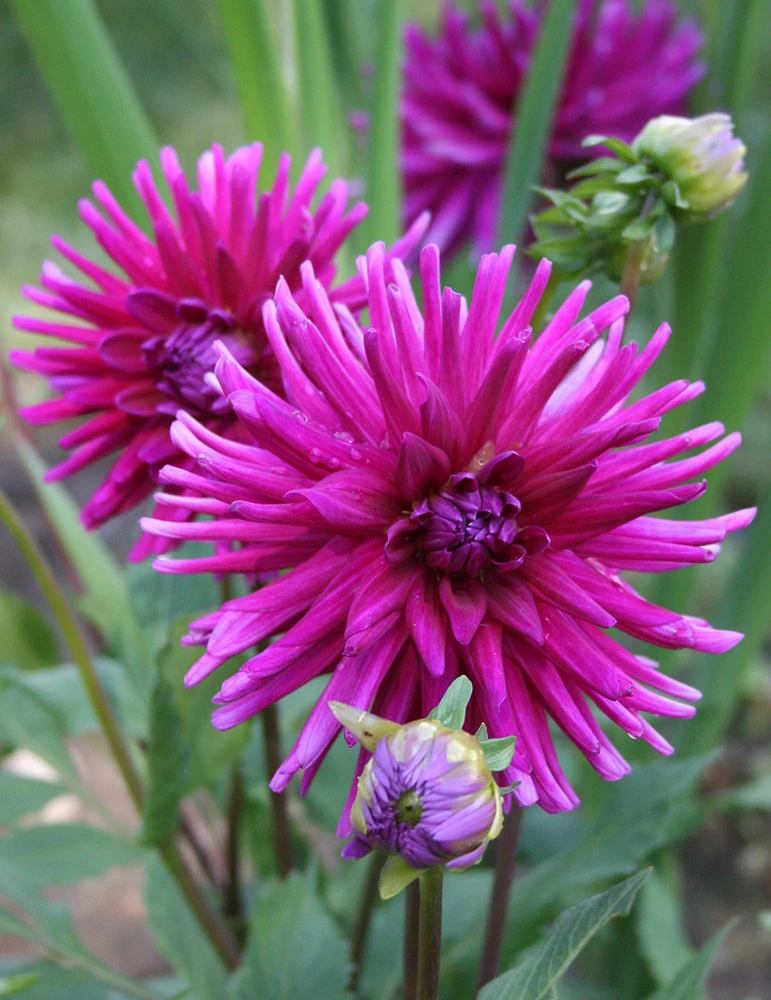 Menu Purple Gem Cactus Dahlia 3 Menu Purple Gem Cactus Dahlia