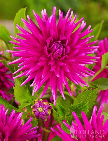 Menu Purple Gem Cactus Dahlia 4 Menu Purple Gem Cactus Dahlia - Image 2