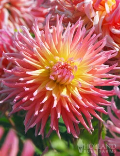 Menu Sunset Dahlia Collection -Outlet Holland Bulb Farms Store 74140 star elite cactus dahlia