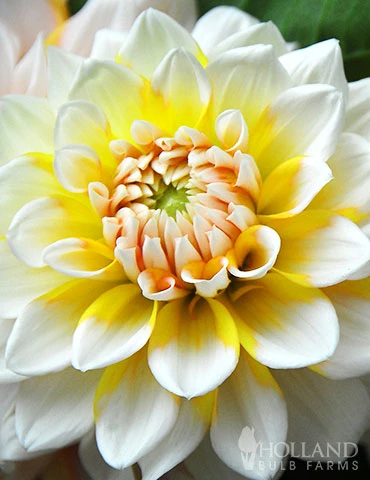 Menu Seattle Decorative Dahlia 4 Menu Seattle Decorative Dahlia - Image 2