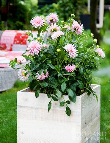 Menu Border Dahlia Collection 14 Menu Border Dahlia Collection - Image 12