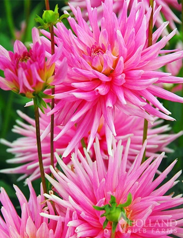 Menu Border Dahlia Collection 13 Menu Border Dahlia Collection - Image 11