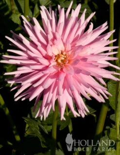 Menu Border Dahlia Collection 29 Menu Border Dahlia Collection -Outlet Holland Bulb Farms Store 74151 park princess border dahlia 5 1