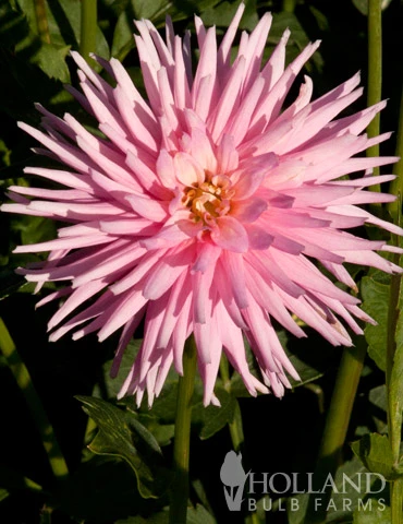 Menu Border Dahlia Collection 15 Menu Border Dahlia Collection - Image 13